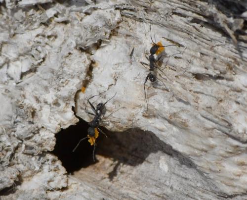 Réf. 263 652 : Aphaenogaster senilis